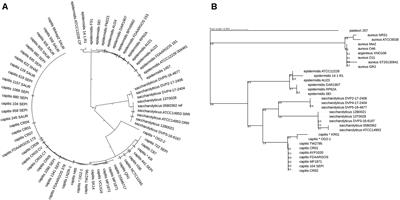 Staphylococcus saccharolyticus Isolated From Blood Cultures and <mark class="highlighted">Prosthetic Joint Infections</mark> Exhibits Excessive Genome Decay